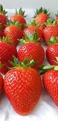 Aardbeienkwekerij Bouwmans