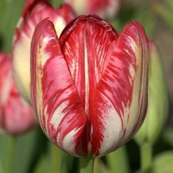Stichting Hortus Bulborum