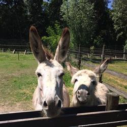 Kinderboerderij Terneuzen