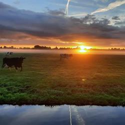M. Niesing Melkveehouderij