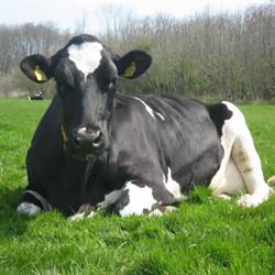 Boerderij Nellesteijn