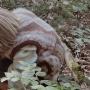 ALWERO Kinder Hesje Van Wol Pluche Aran Stof