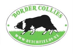 Dutchfields Border Collies
