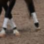 Paard Balance Benen Hoeven