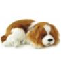 King Charles slapend/ademend