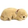 Perfect Petzzz GoldenRetriever