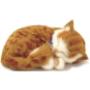 Perfect Petzzz Tabby rood