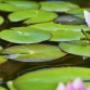 Lotus Hypnotherapie