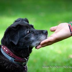 Hondenschool Aai-pet