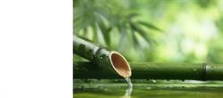 Natuurgeneeskundige Praktijk Fervanderbeek