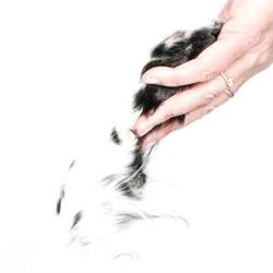 Hondengedragscentrum Focus&Training