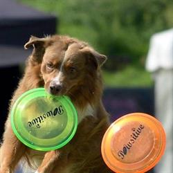 Stichting Pawsitive