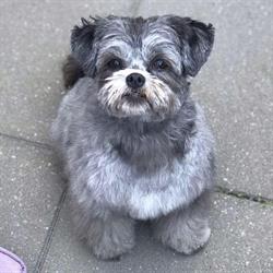 Honden Trimsalon my Buddy