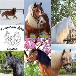 Ponyvriendjes Lelystad