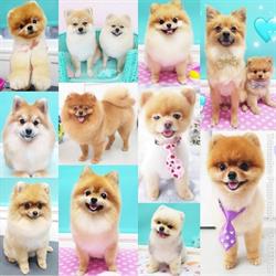Trimsalon Puppylook