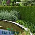 Thuja Brabant