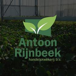 Antoon Rijnbeek Handelskwekerij BV
