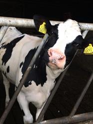 Boerderij de Horst!