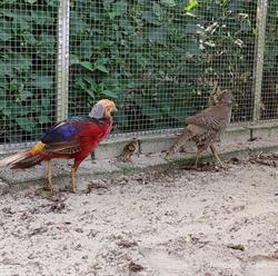 Stichting Dierenweide Harderwijk