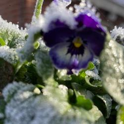 Bloemen van Brigitte