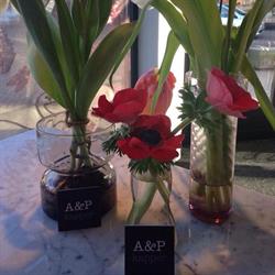 A&P kapper
