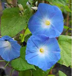 Kwekerij Morning Glory