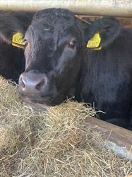 wagyu-boerderij putten