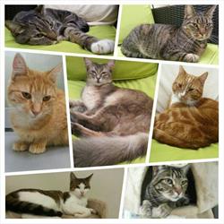 Kattenpension Hilversum