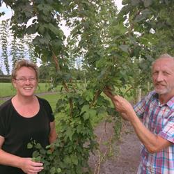 Hogenelst Hop