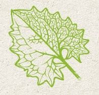 Homeopathie Praktijk Ordelman