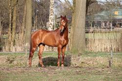 Stal van Rooij