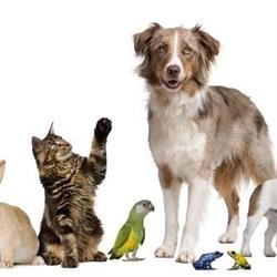 Dierenwerelddijkstra