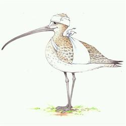 Vogelopvang De Wulp