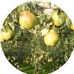 Fruitbedrijf Van den Berge