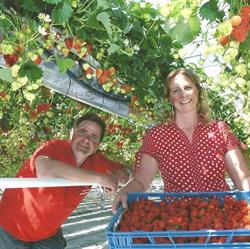 Vriend Aardbeien
