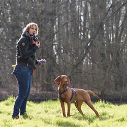 Coachjehond Indoor Hondenschool