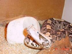 Stichting TCN Animal Resque