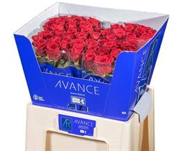 Avance Roses
