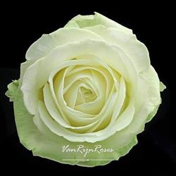 Van Rijn Roses