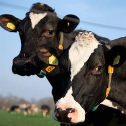 IJsseltap boerderij Kuijt
