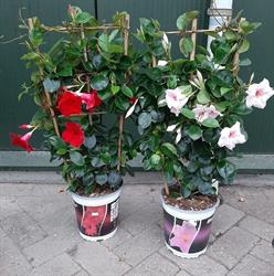 Tuincentrum vlieghuus