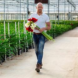Amarylliskwekerij Evers vd Sandt