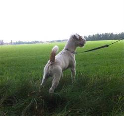 Kennel van 't Runsel.