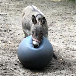 Kinderboerderij 't Molentje-groenendaal