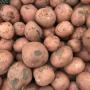 Onze hand gerooide Bildtstar aardappels! Een echte lekkere kookaardappel.