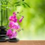 Spa & Thaise Massage Schagen
