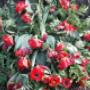 Bloemstukken o.a. Fleurop