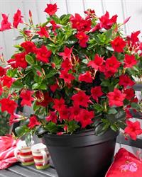 Summerville Plants
