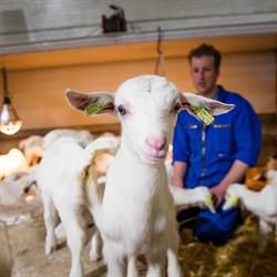 Geiten Melk Maasdriel