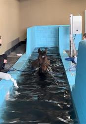 Equine Sport Support